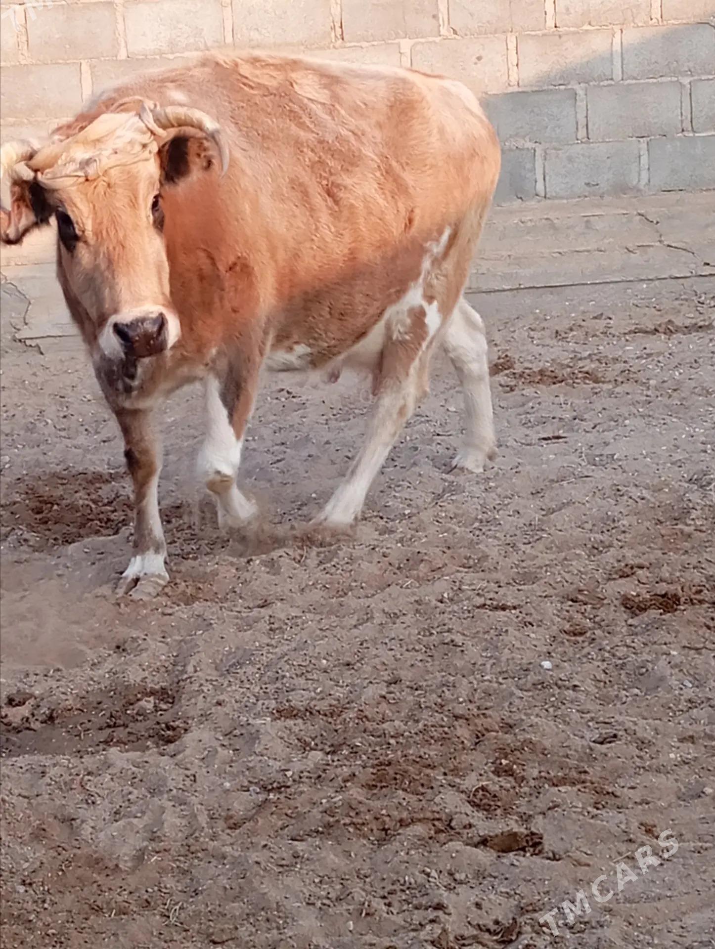 Goleli sygyr - Берекет - img 5