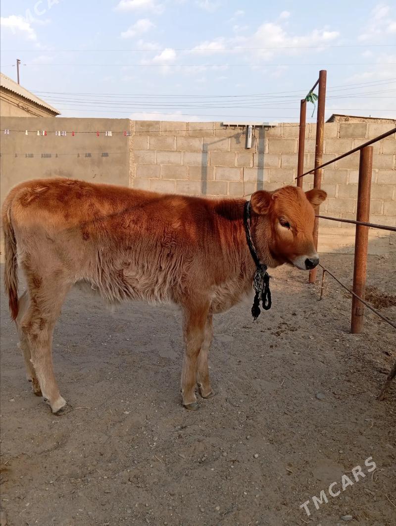 Goleli sygyr - Берекет - img 4