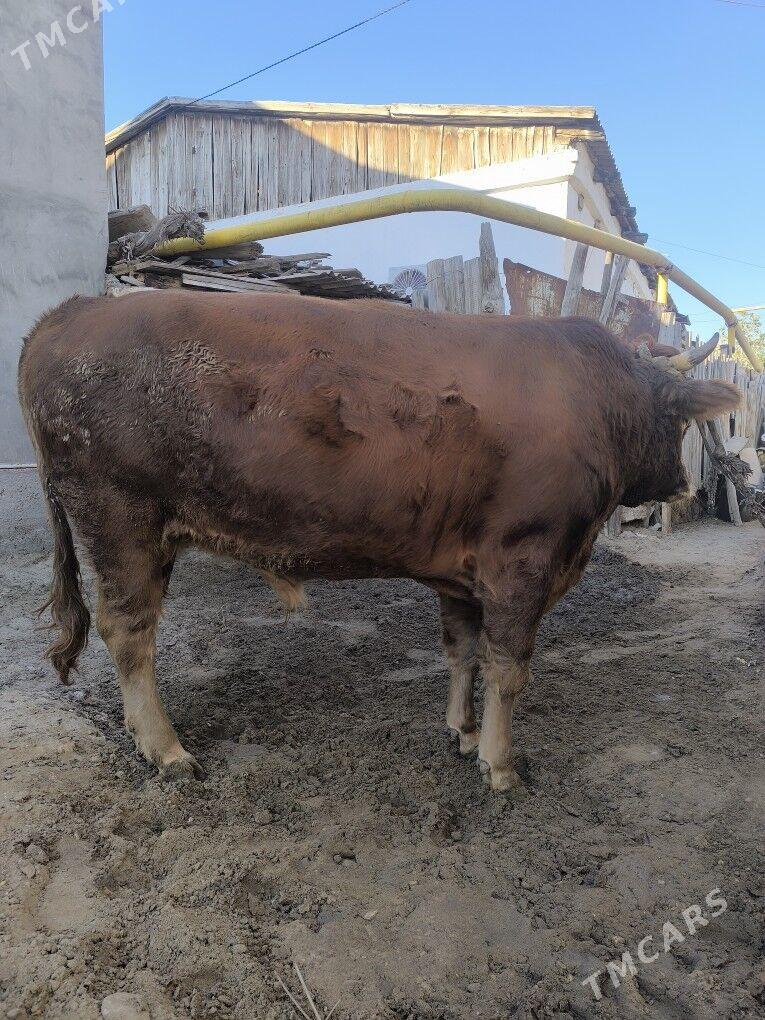 semiz okuz - Balkanabat - img 2