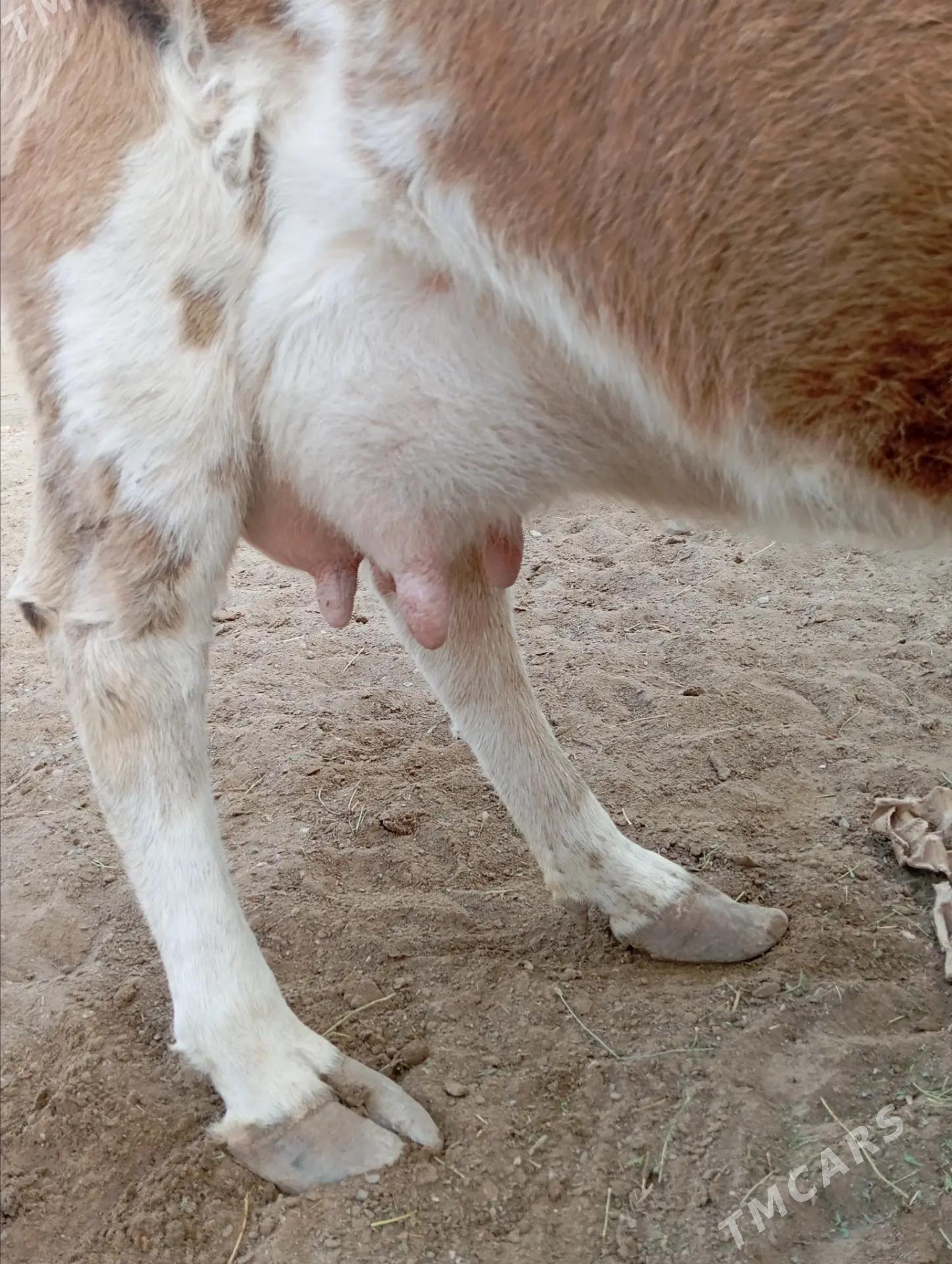 Goleli sygyr - Берекет - img 2