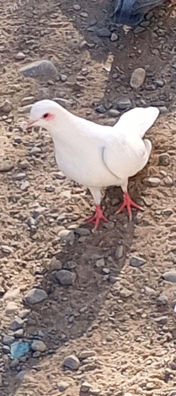 kepderi - Ашхабад - img 4