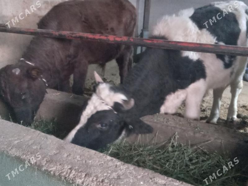 mallar - Büzmeýin - img 3