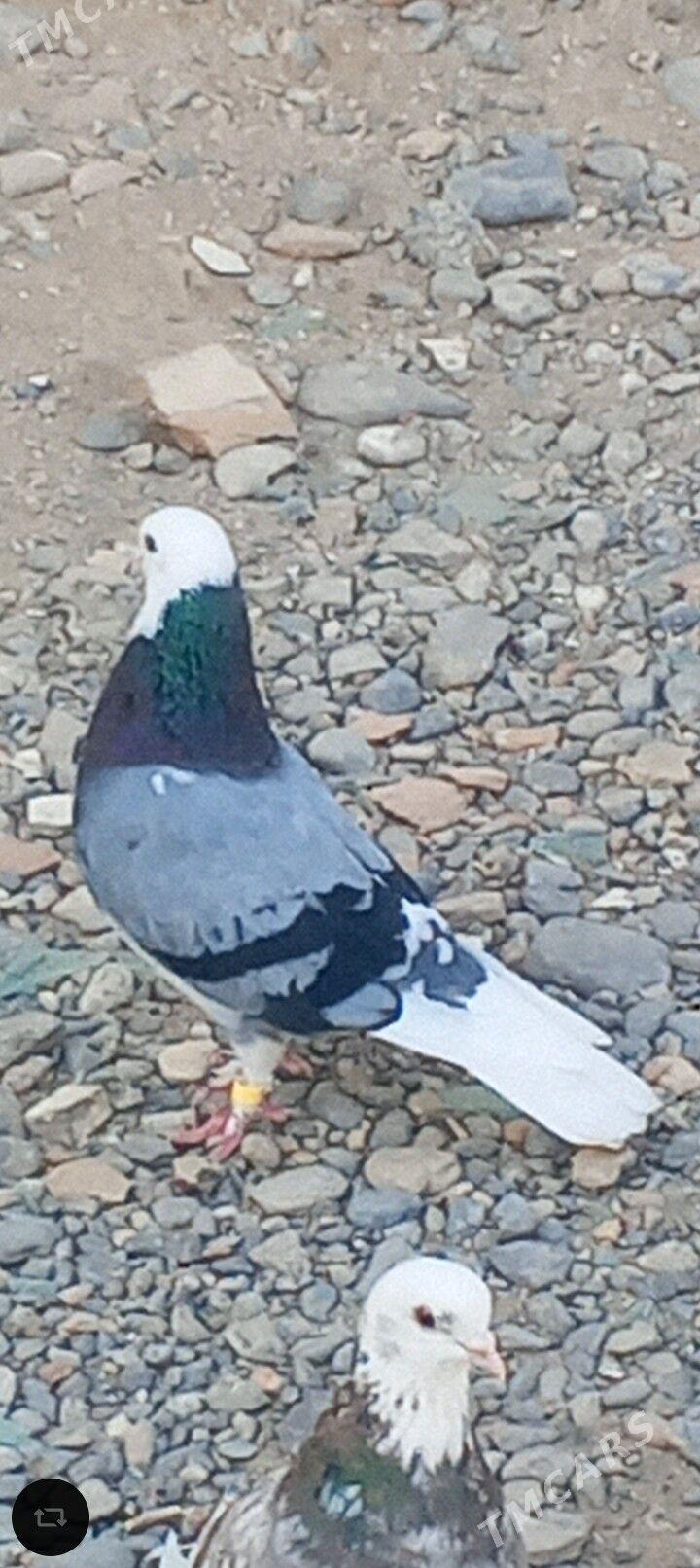 kepderi - Ашхабад - img 3