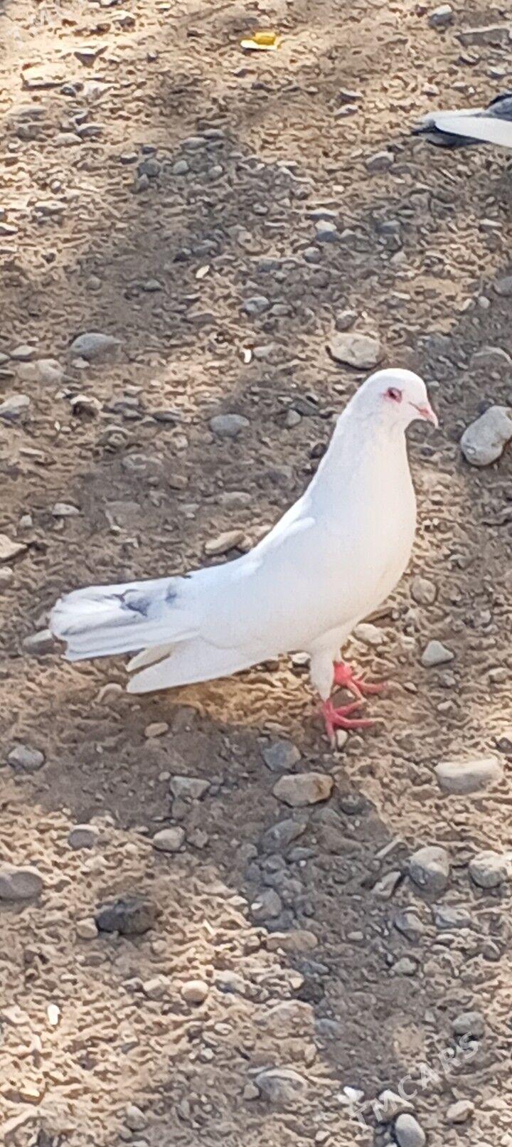 kepderi - Ашхабад - img 2