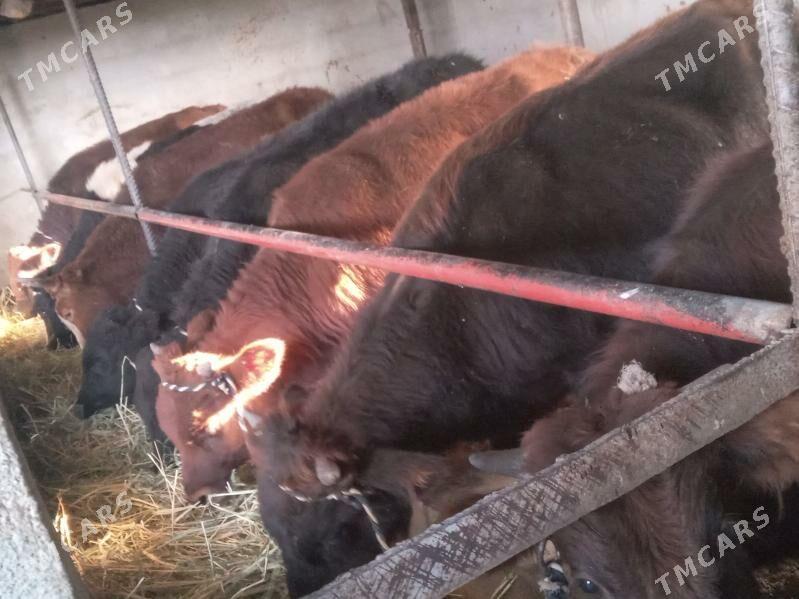 mallar - Büzmeýin - img 4