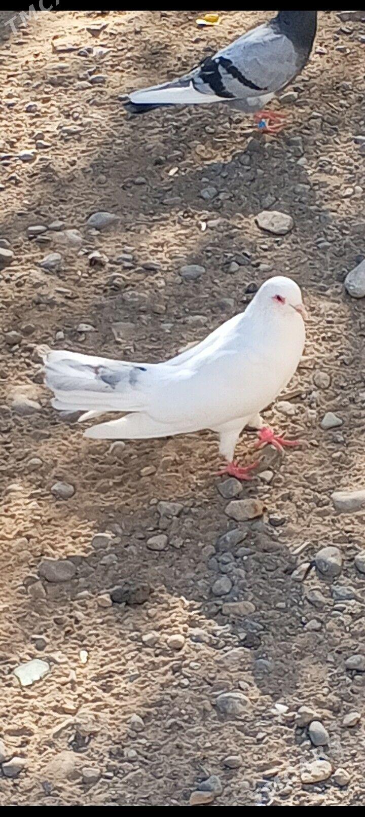 kepderi - Ашхабад - img 7