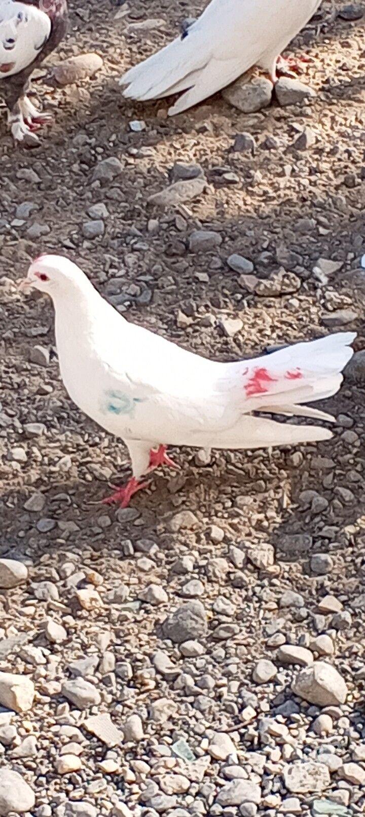 kepderi - Ашхабад - img 6