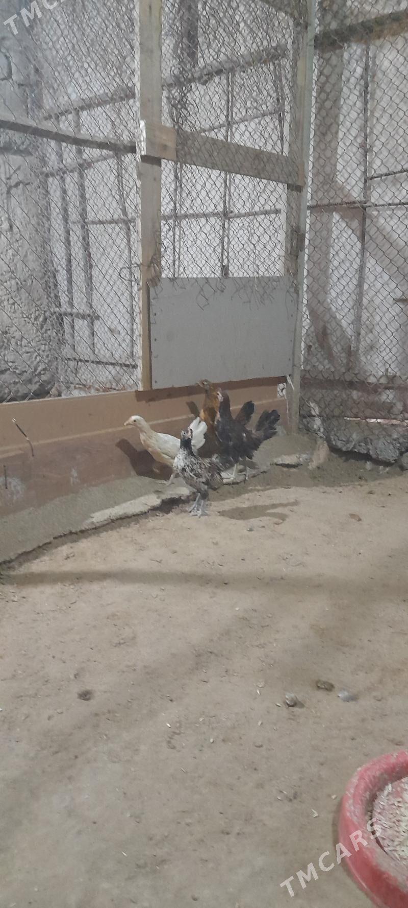 karlik pirastoy Karlik arginal - Aşgabat - img 2