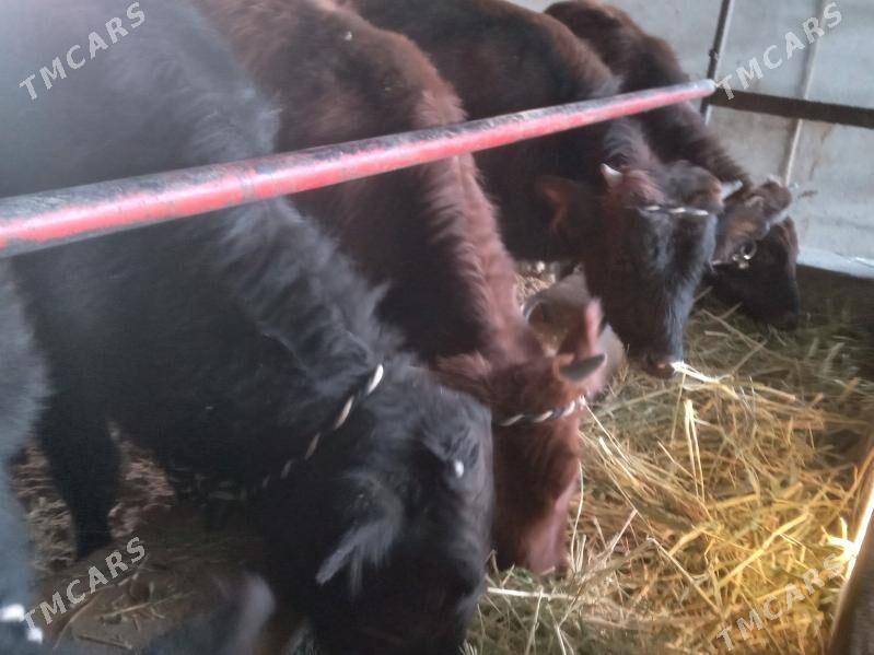 mallar - Büzmeýin - img 5