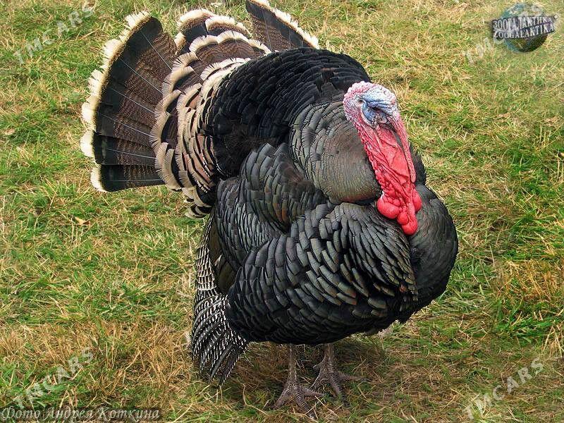 Induk we barma towuk юмуртгасы - Мары - img 2