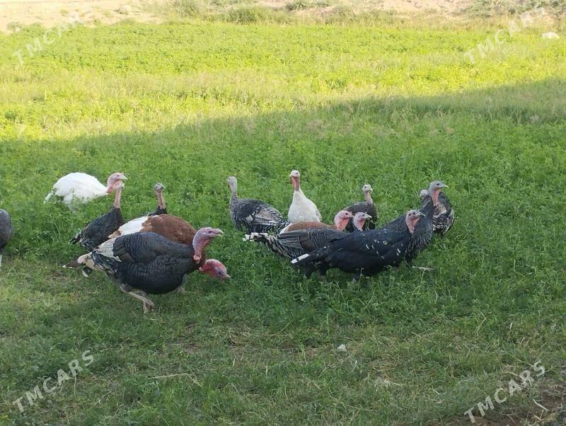 Induk we barma towuk юмуртгасы - Мары - img 3