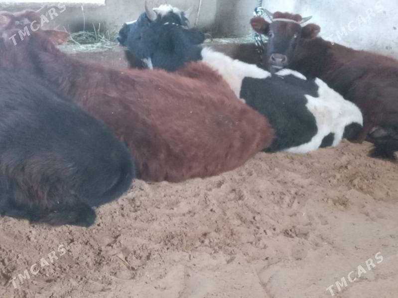 mallar - Büzmeýin - img 6