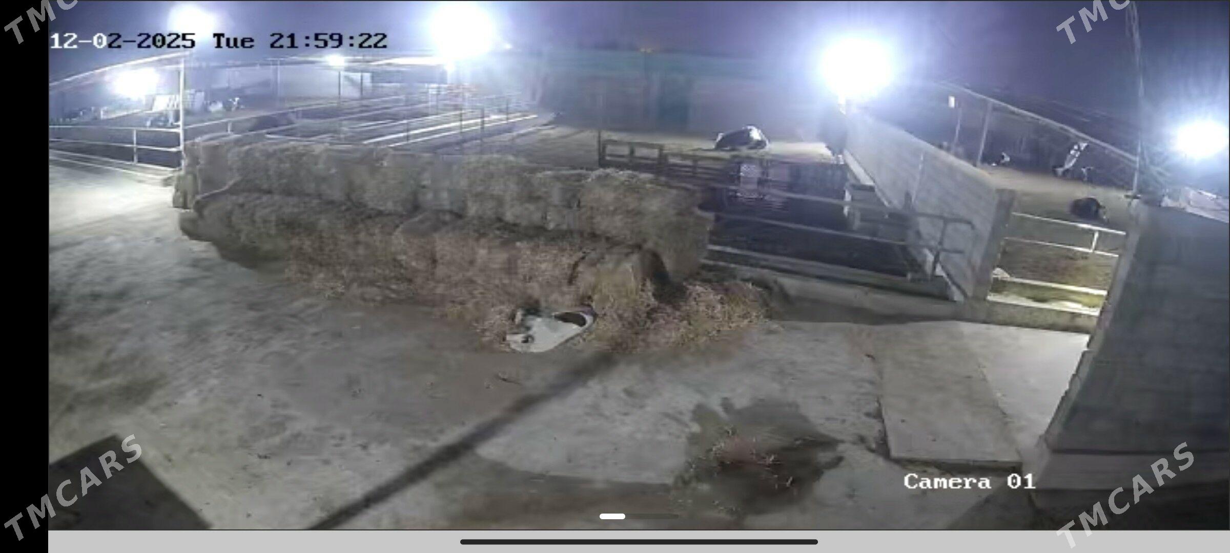 ferma 9 kommisar - Ак-Бугдайский этрап - img 4