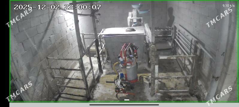 ferma 9 kommisar - Ак-Бугдайский этрап - img 3