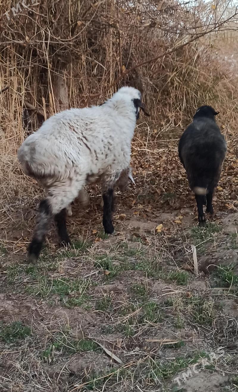 kockar - Türkmenabat - img 2