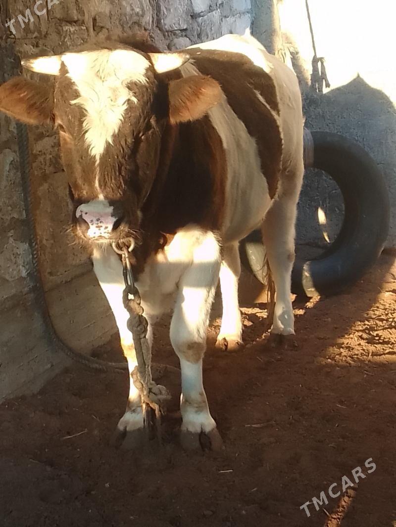 Tohum Öküz - Балканабат - img 2
