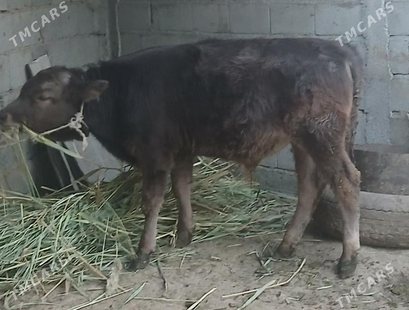 Göleli sygyr - Бахарден - img 3