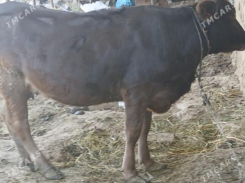 Göleli sygyr - Бахарден - img 4