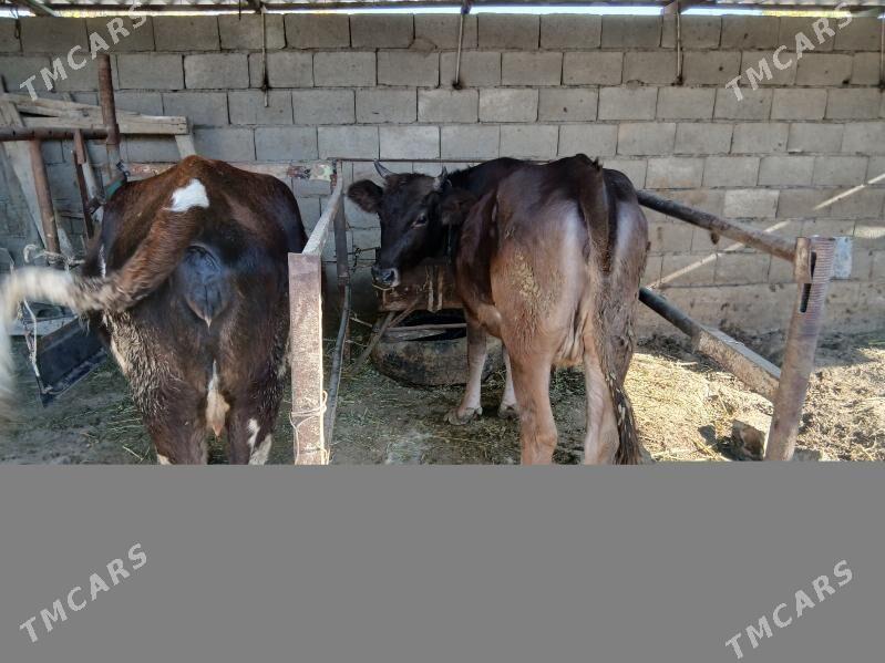 Göleli sygyr - Бахарден - img 6