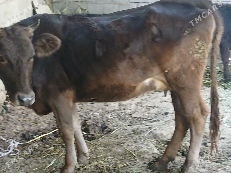 Göleli sygyr - Бахарден - img 5