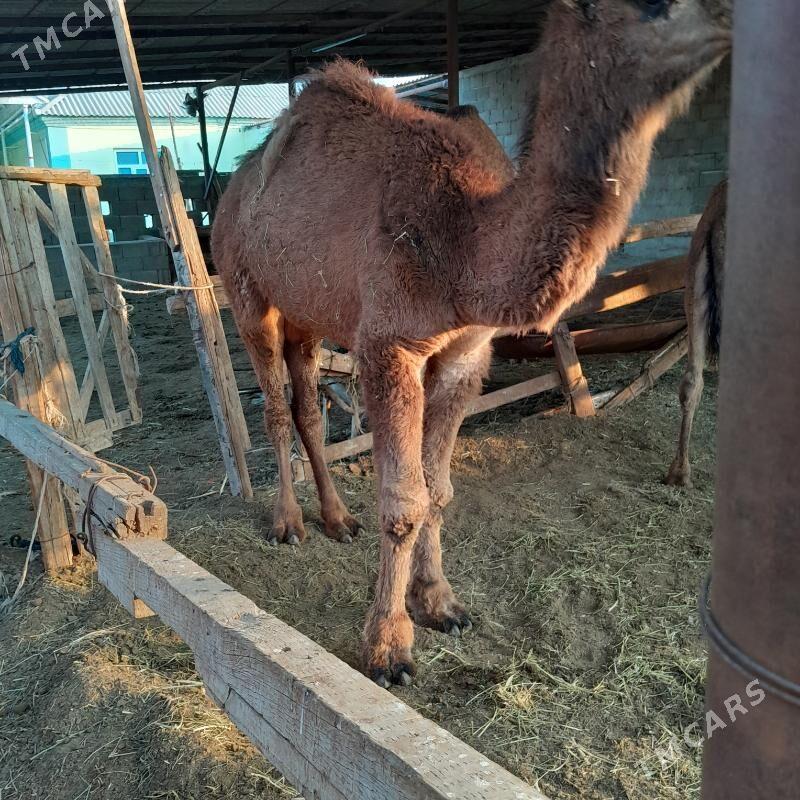 ogşuk - Гёкдепе - img 5