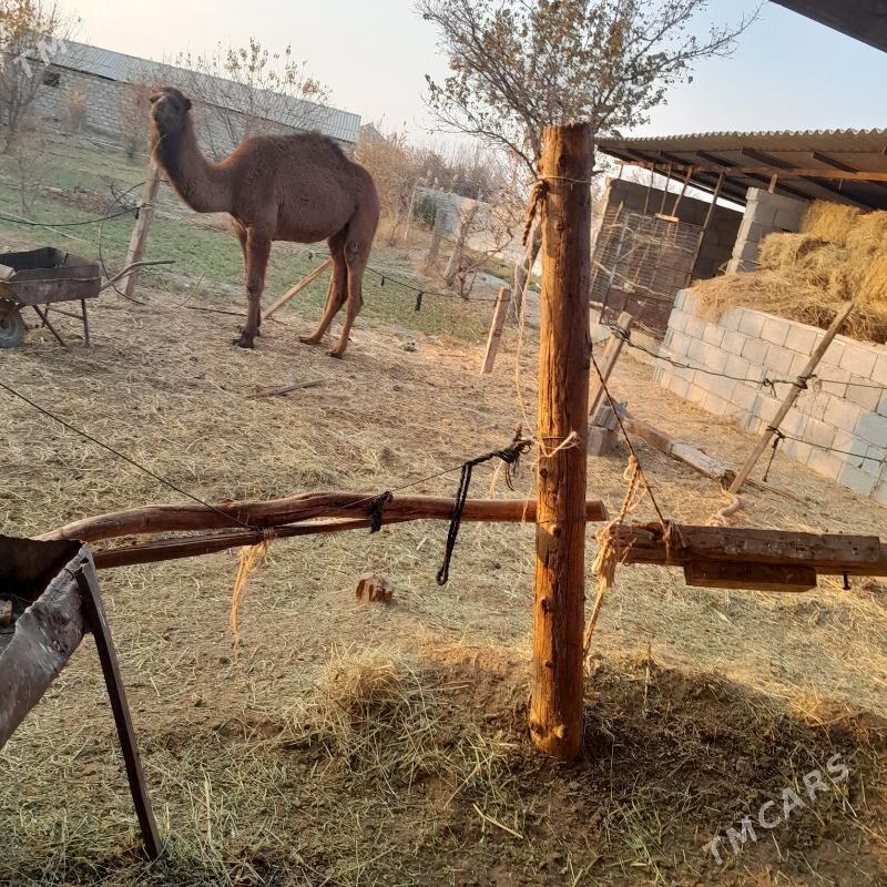 ogşuk - Гёкдепе - img 3