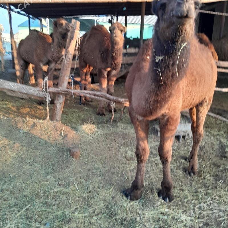 ogşuk - Гёкдепе - img 2