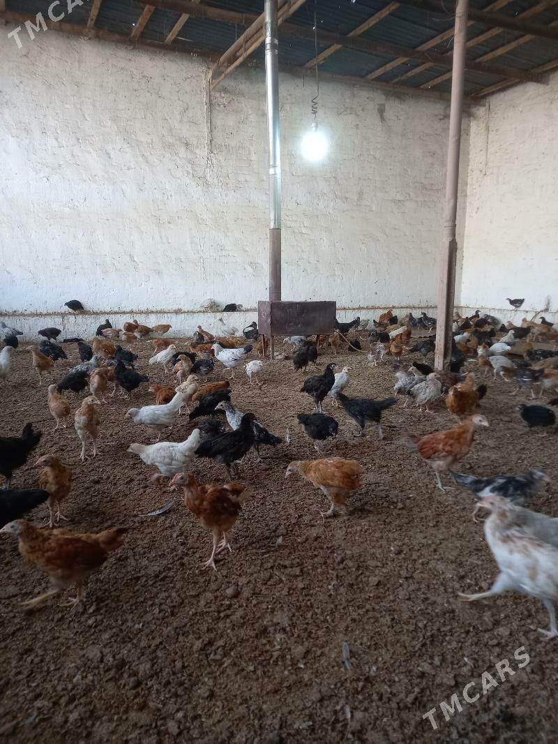 towuk juje - Мары - img 2