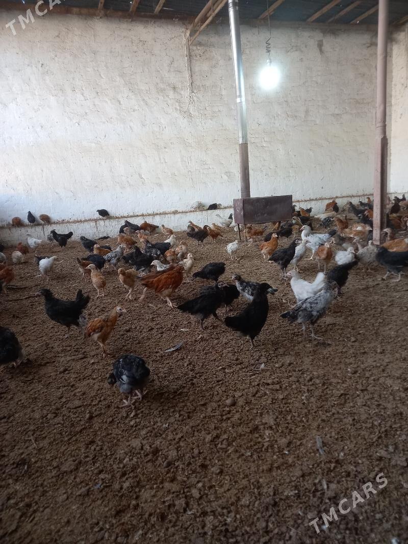 towuk juje - Мары - img 3