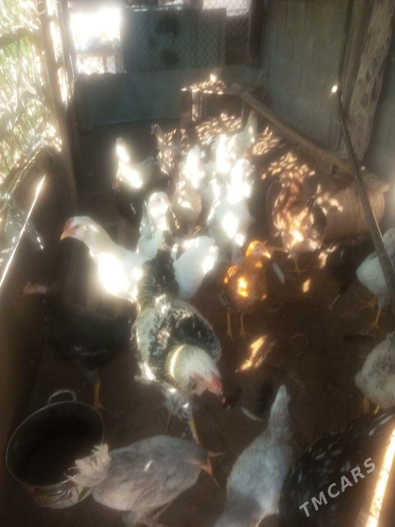 Tawuk - Балканабат - img 3