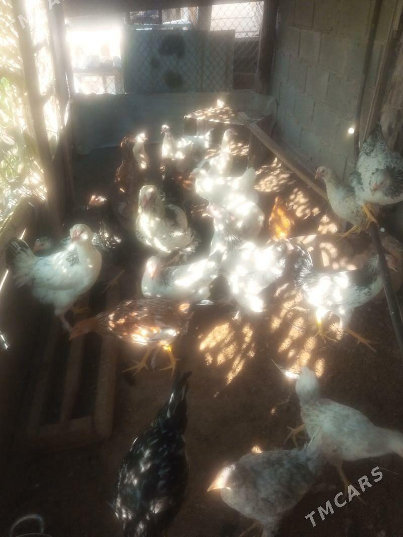 Tawuk - Балканабат - img 4