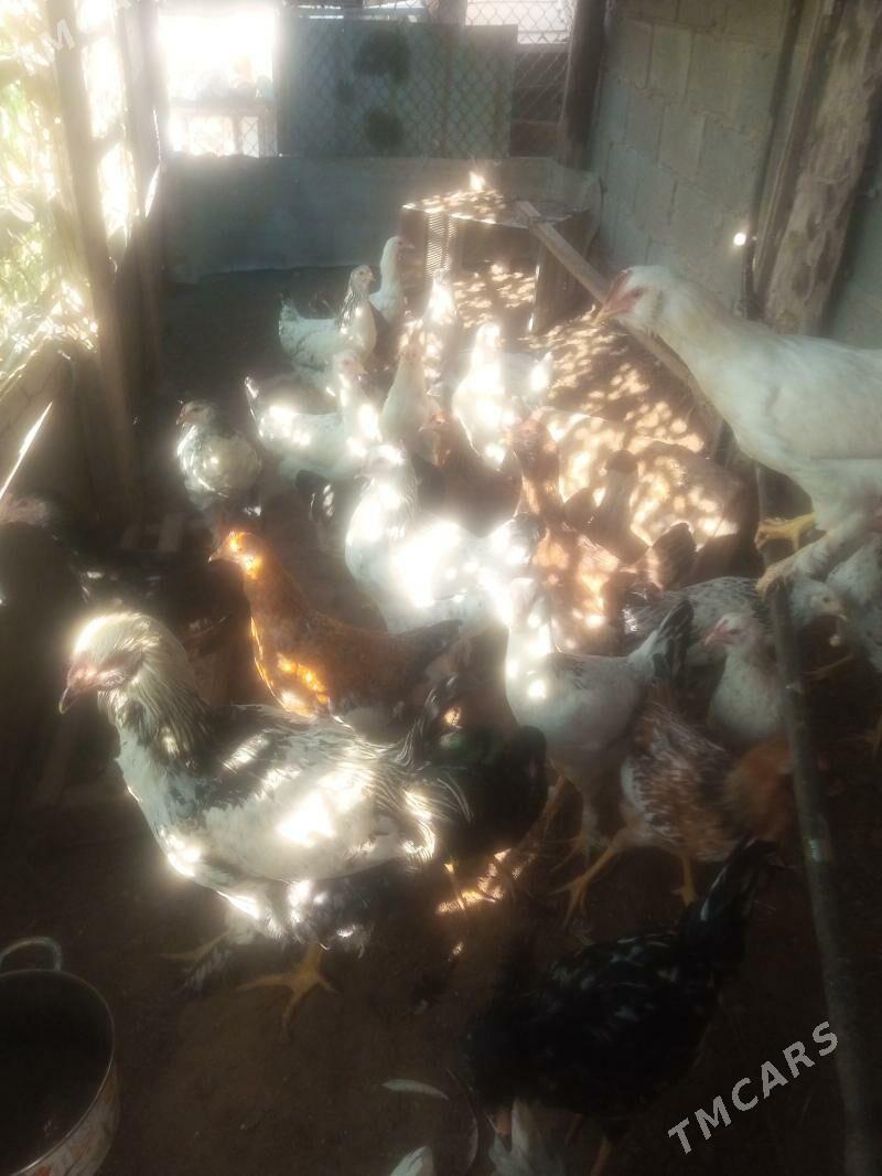 Tawuk - Балканабат - img 2