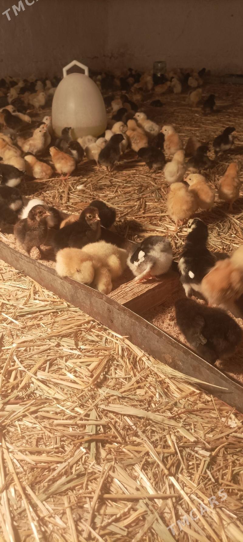 towuk juje - Сакарчага - img 3