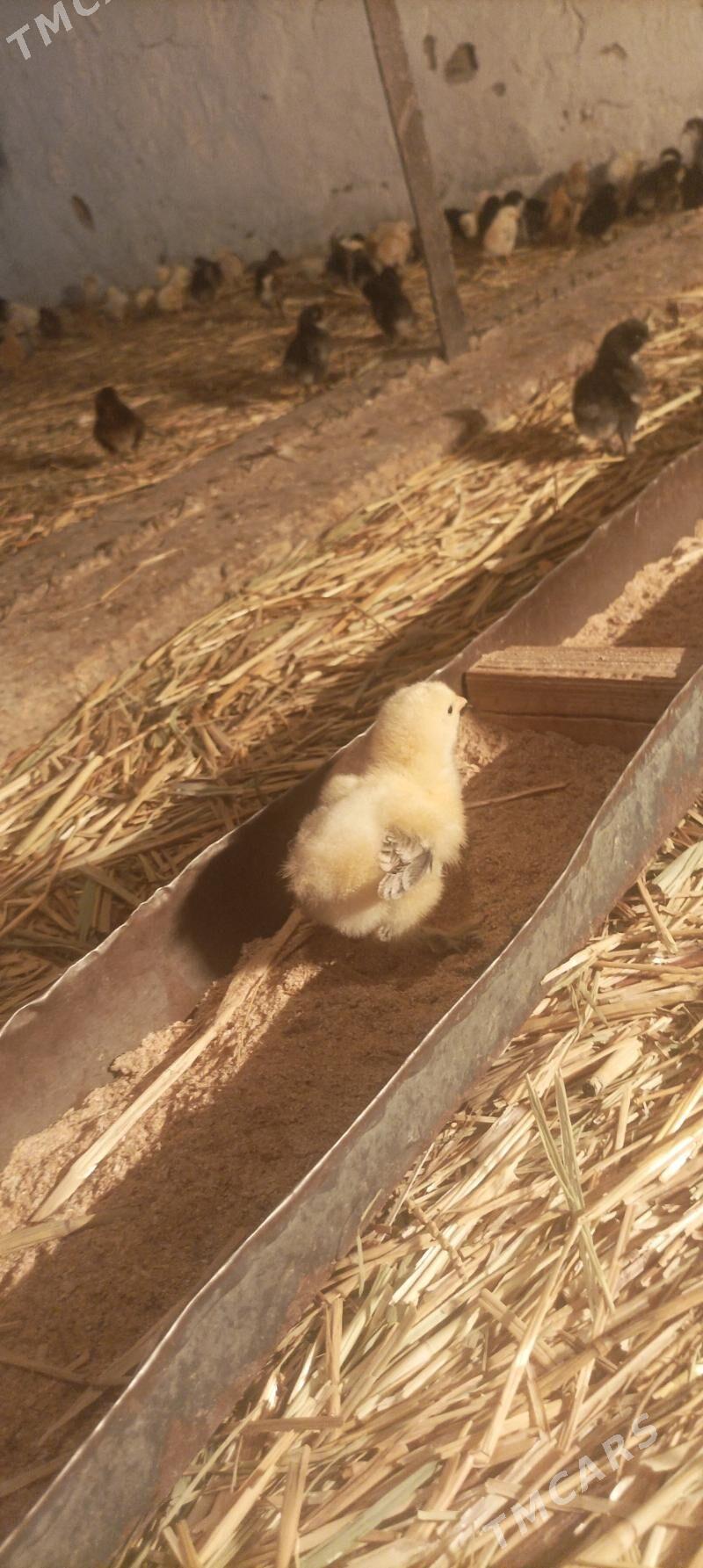 towuk juje - Сакарчага - img 1