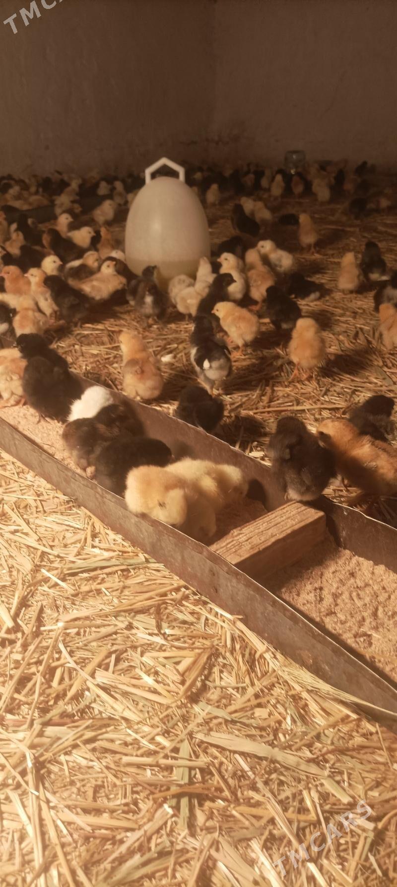 towuk juje - Сакарчага - img 2