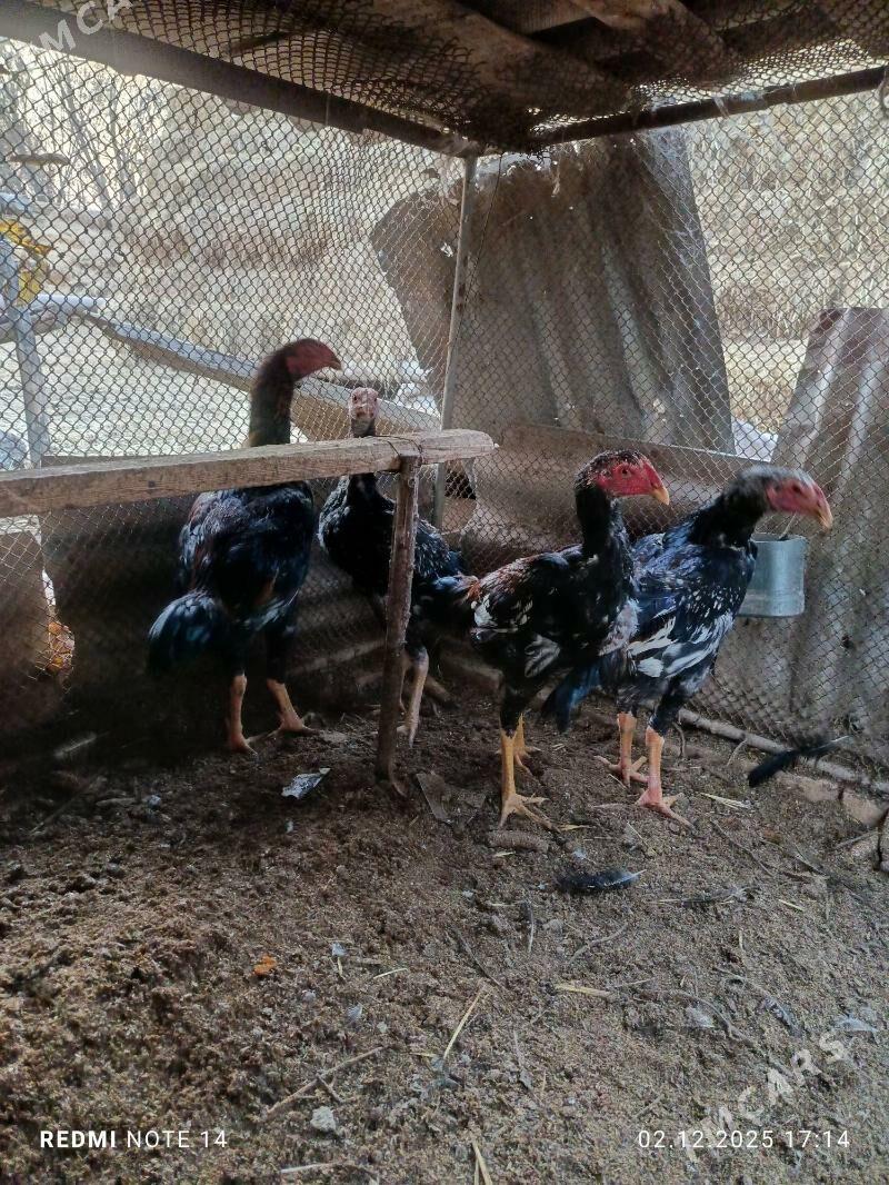 jüjeler - Çärjew - img 10