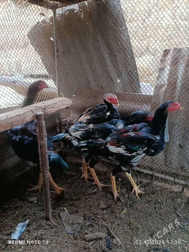 jüjeler - Çärjew - img 3