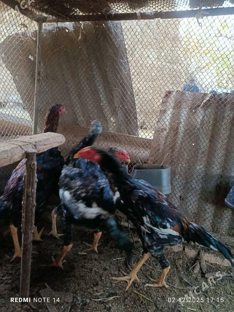 jüjeler - Çärjew - img 6