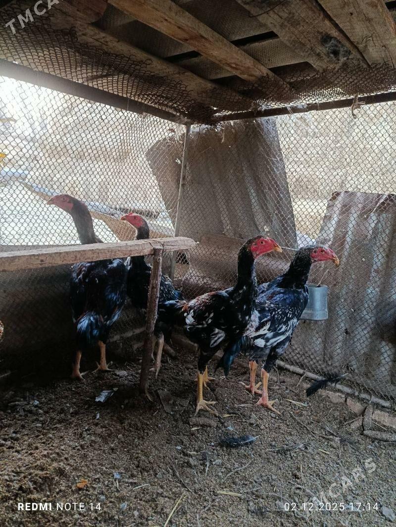 jüjeler - Çärjew - img 8