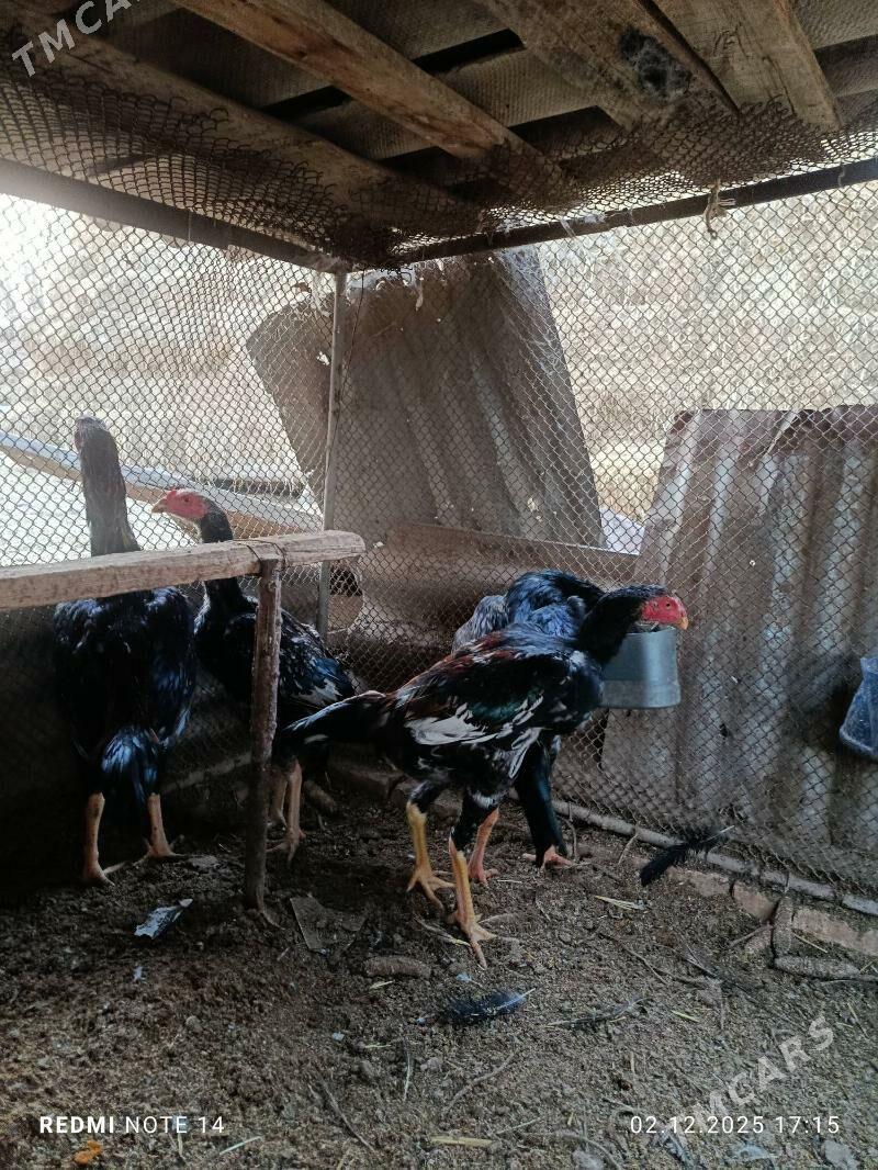 jüjeler - Çärjew - img 7