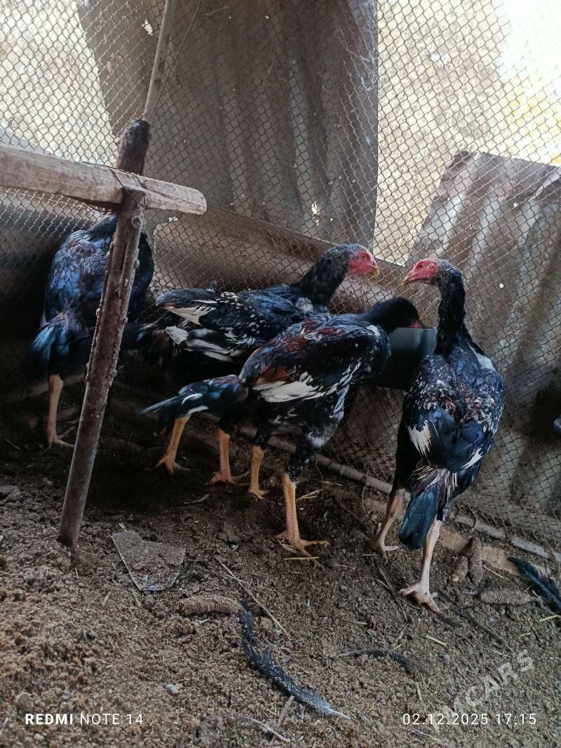 jüjeler - Çärjew - img 1