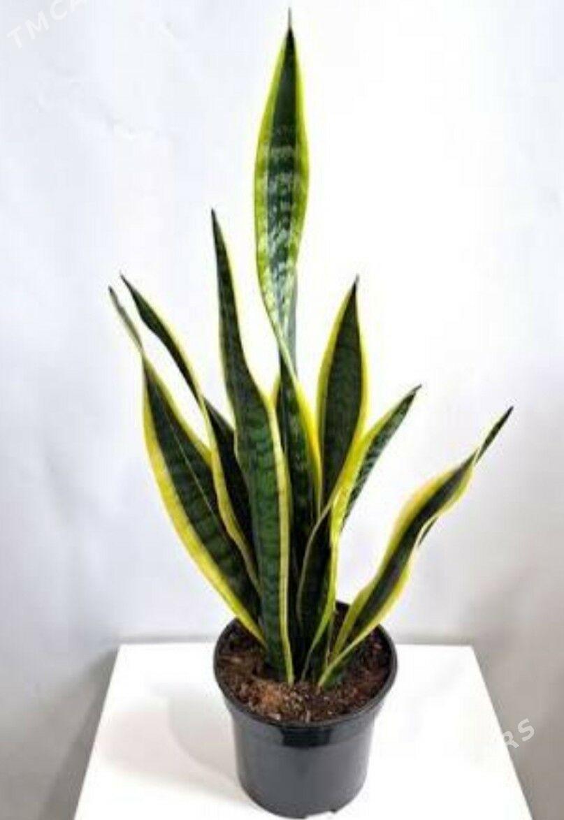 САНСЕВИЕРИЯ ЛАУРЕНТИ - Дашогуз - img 1