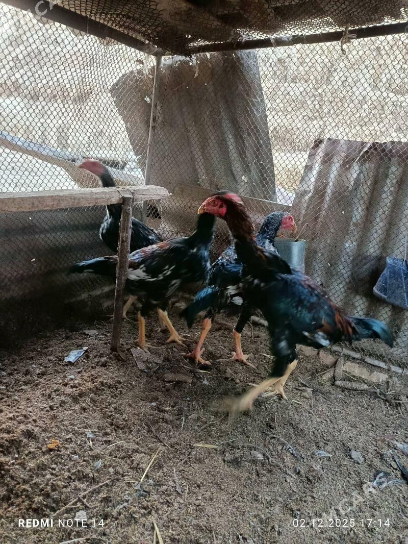 jüjeler - Çärjew - img 9