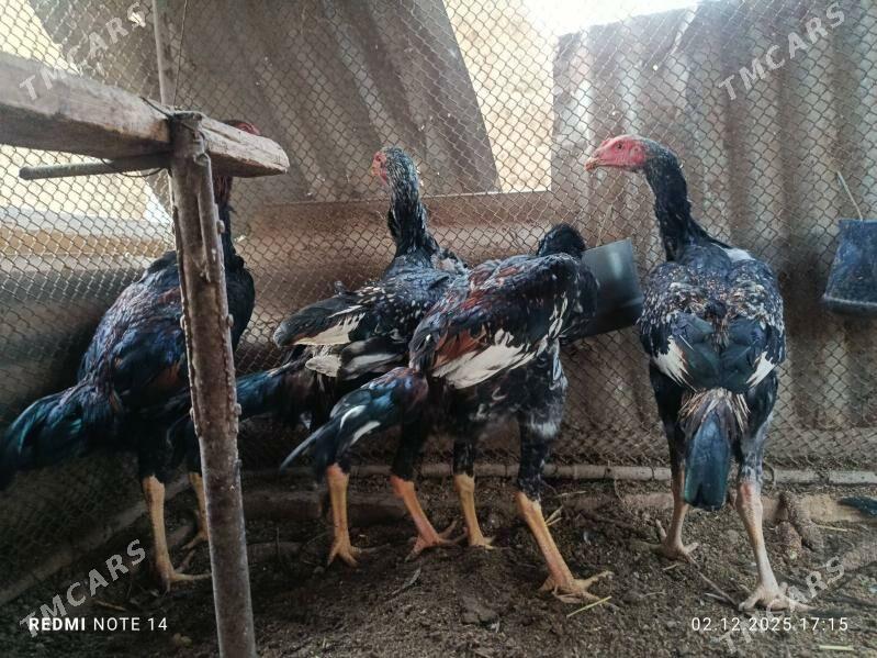 jüjeler - Çärjew - img 2