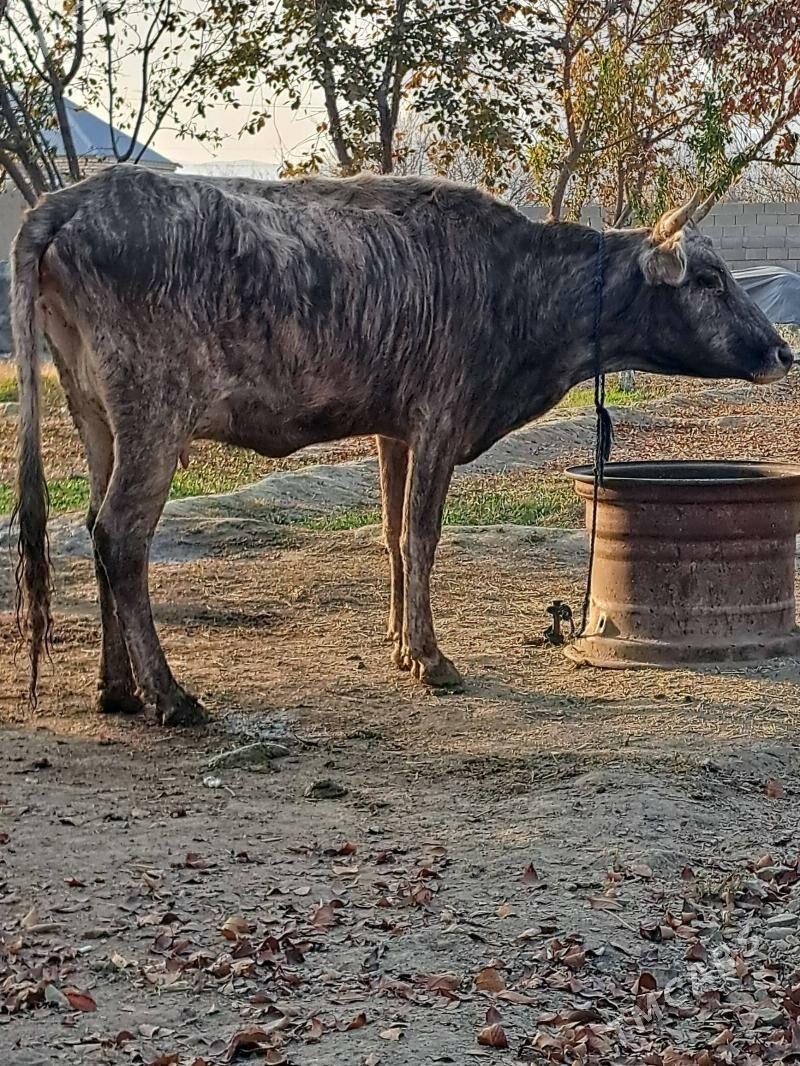 Goleli sygyr - Бахарден - img 2