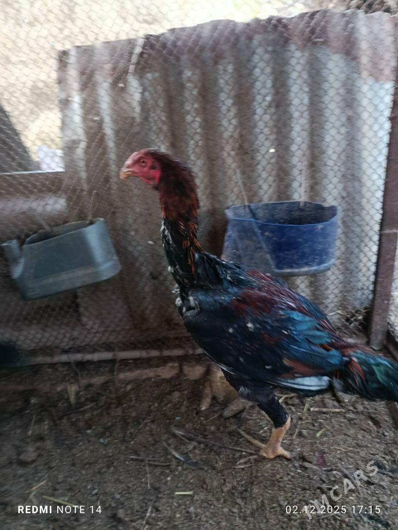 jüjeler - Çärjew - img 4