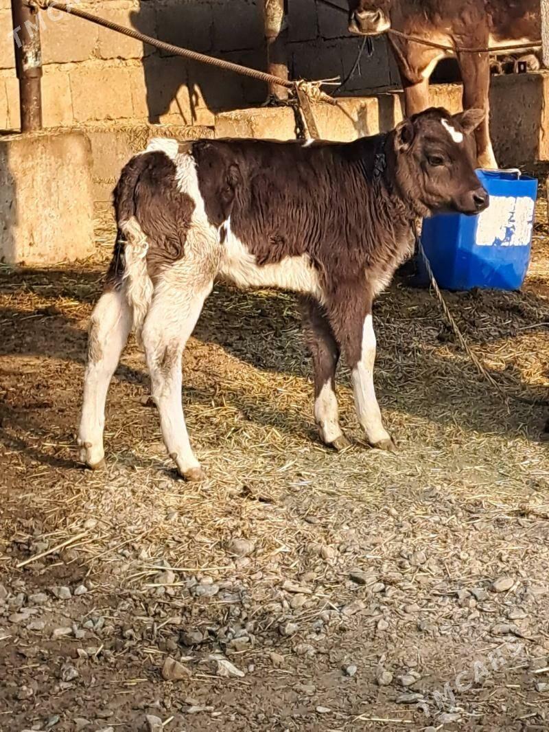 Goleli sygyr - Бахарден - img 5