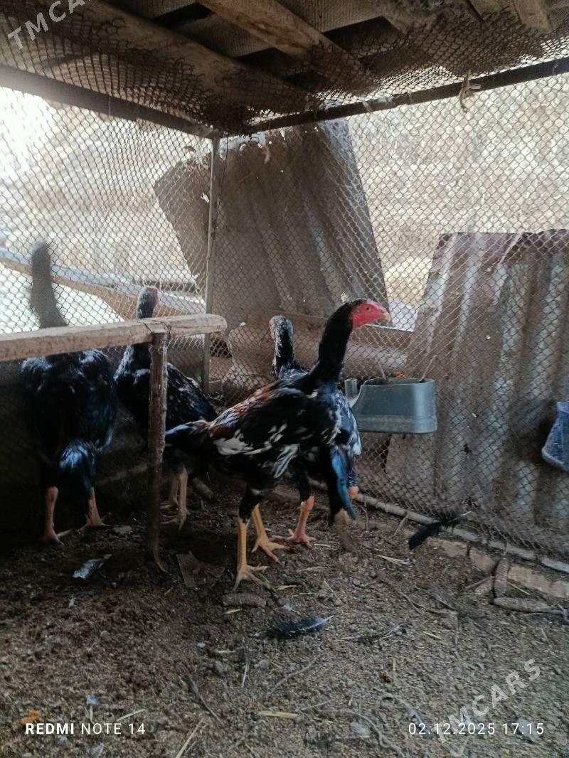 jüjeler - Çärjew - img 5