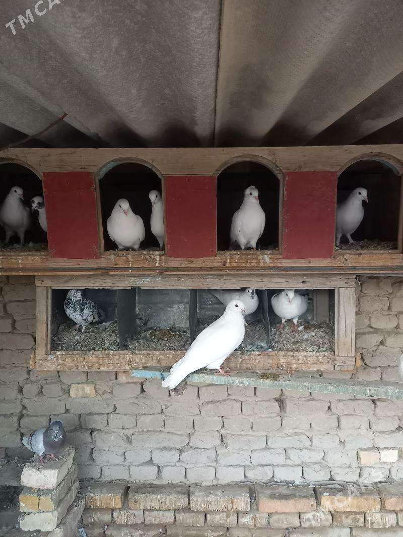 AK Kepderi - Туркменгала - img 1