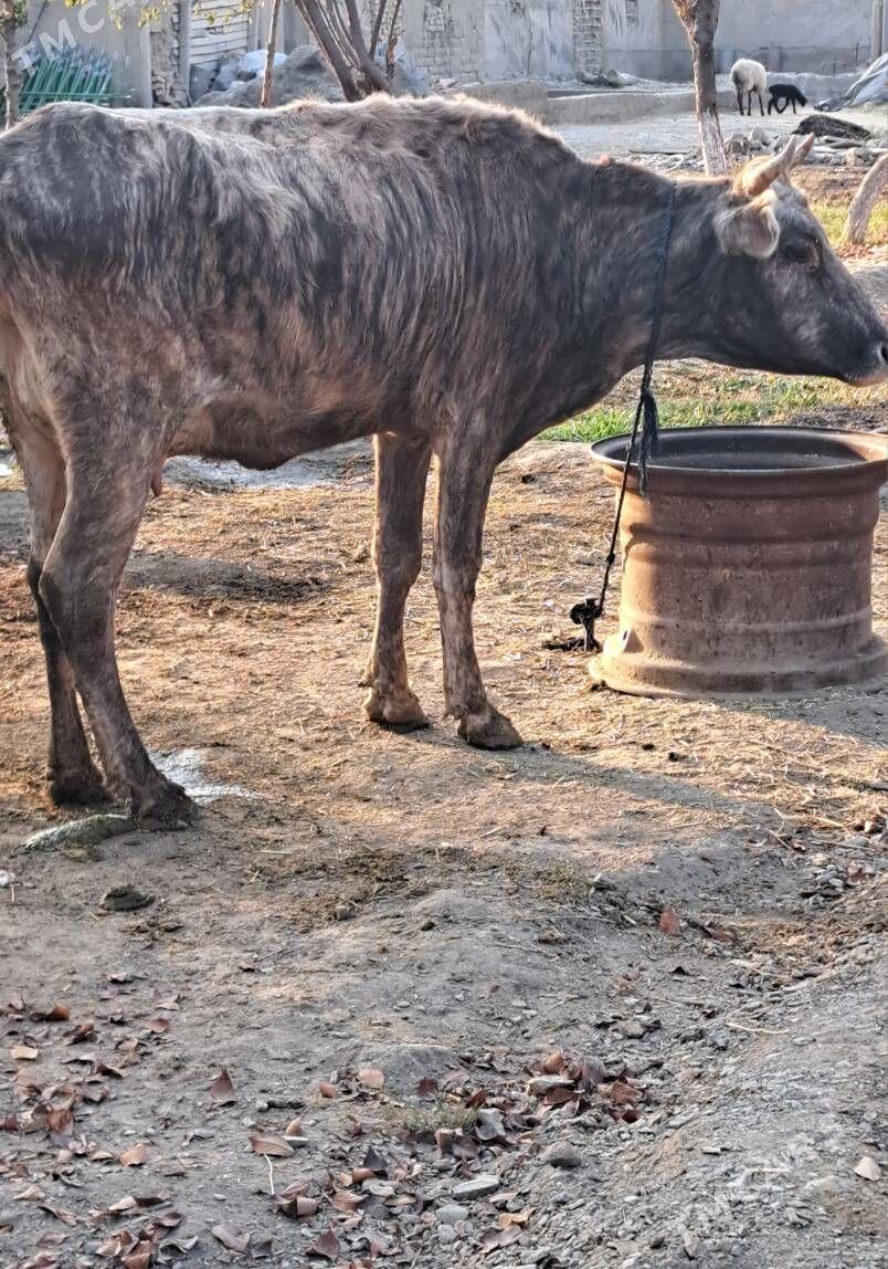 Goleli sygyr - Бахарден - img 3